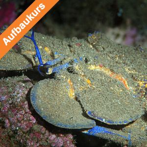 AK_GDL_Night_Diver_Banner