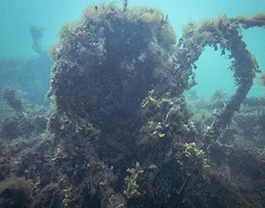 Hasselfelde Tauchen in Hasselfelde