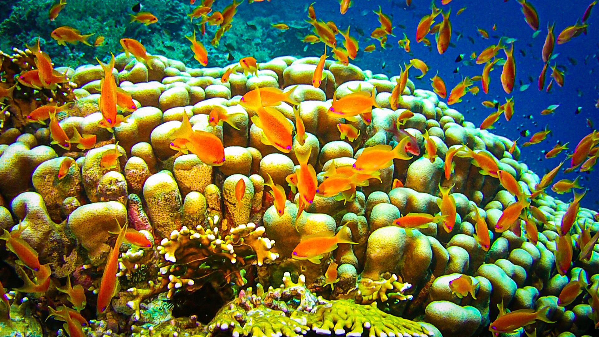 Viele orangene Fische in einer Koralle