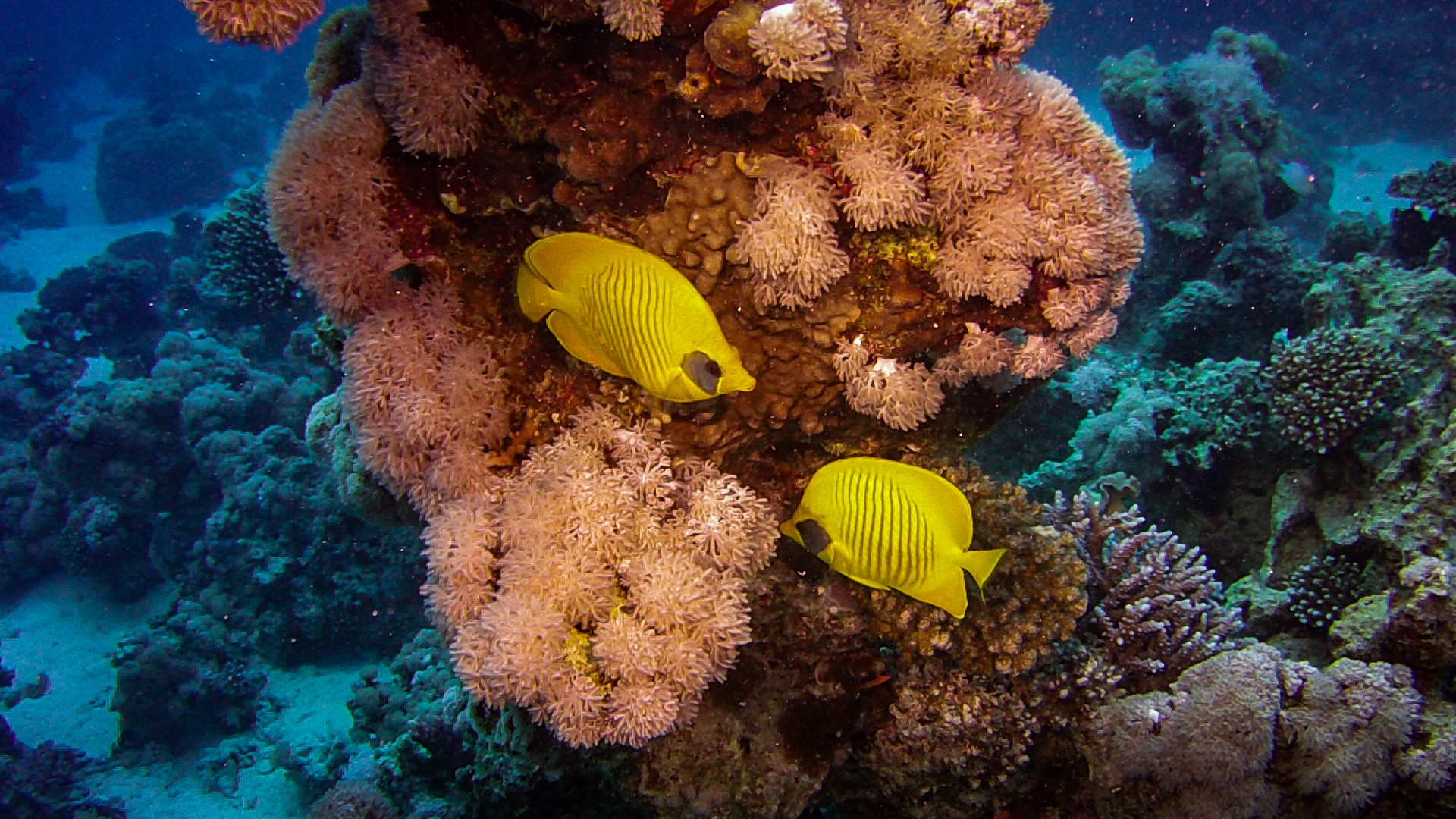 gelbe Fische in Ägypten