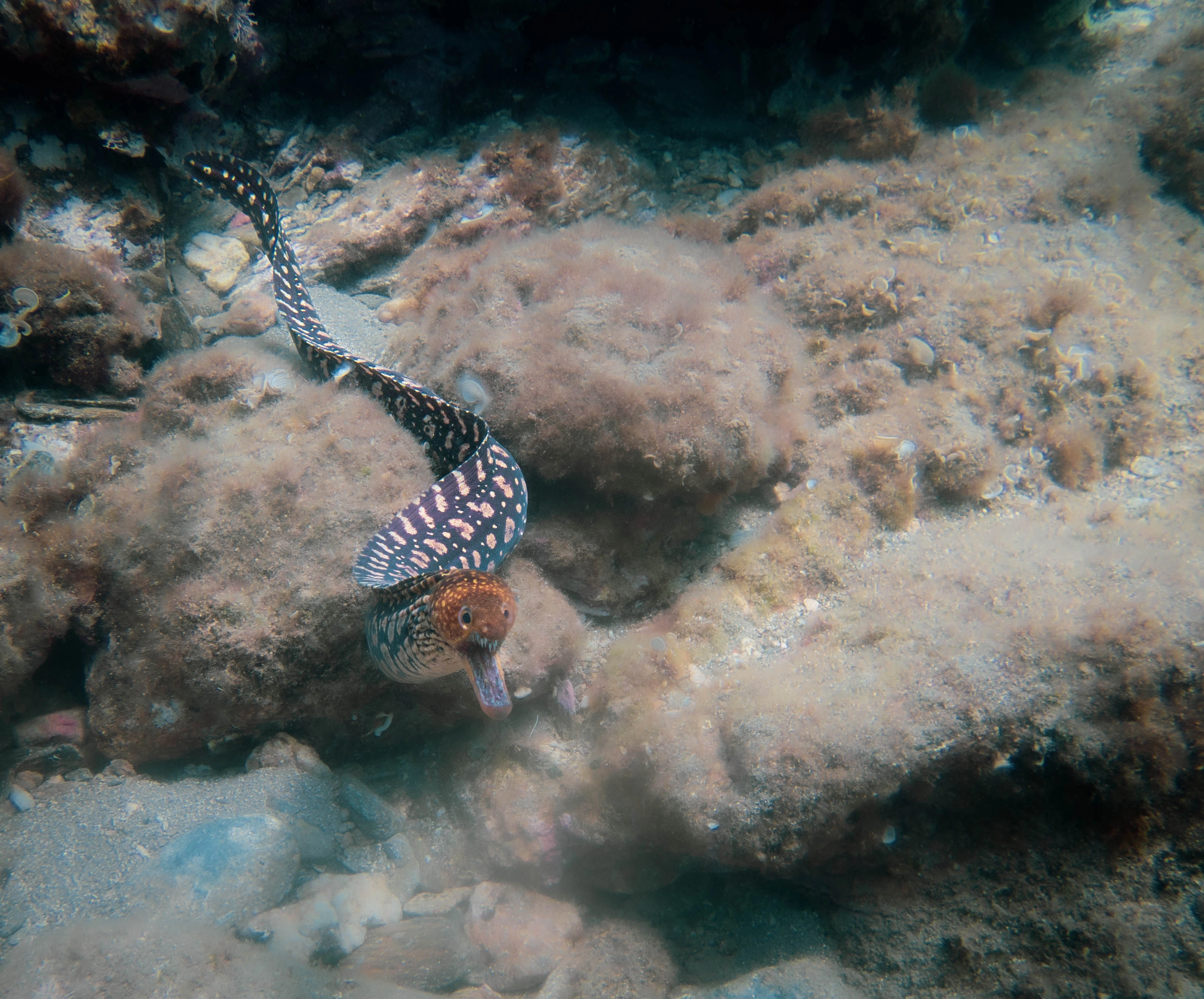 Böse guckende Muräne