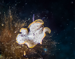 schnecke mit schwarzen Punkten