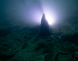 Sumpfzypresse Miozän