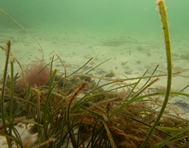 Strande Tauchen in Strande