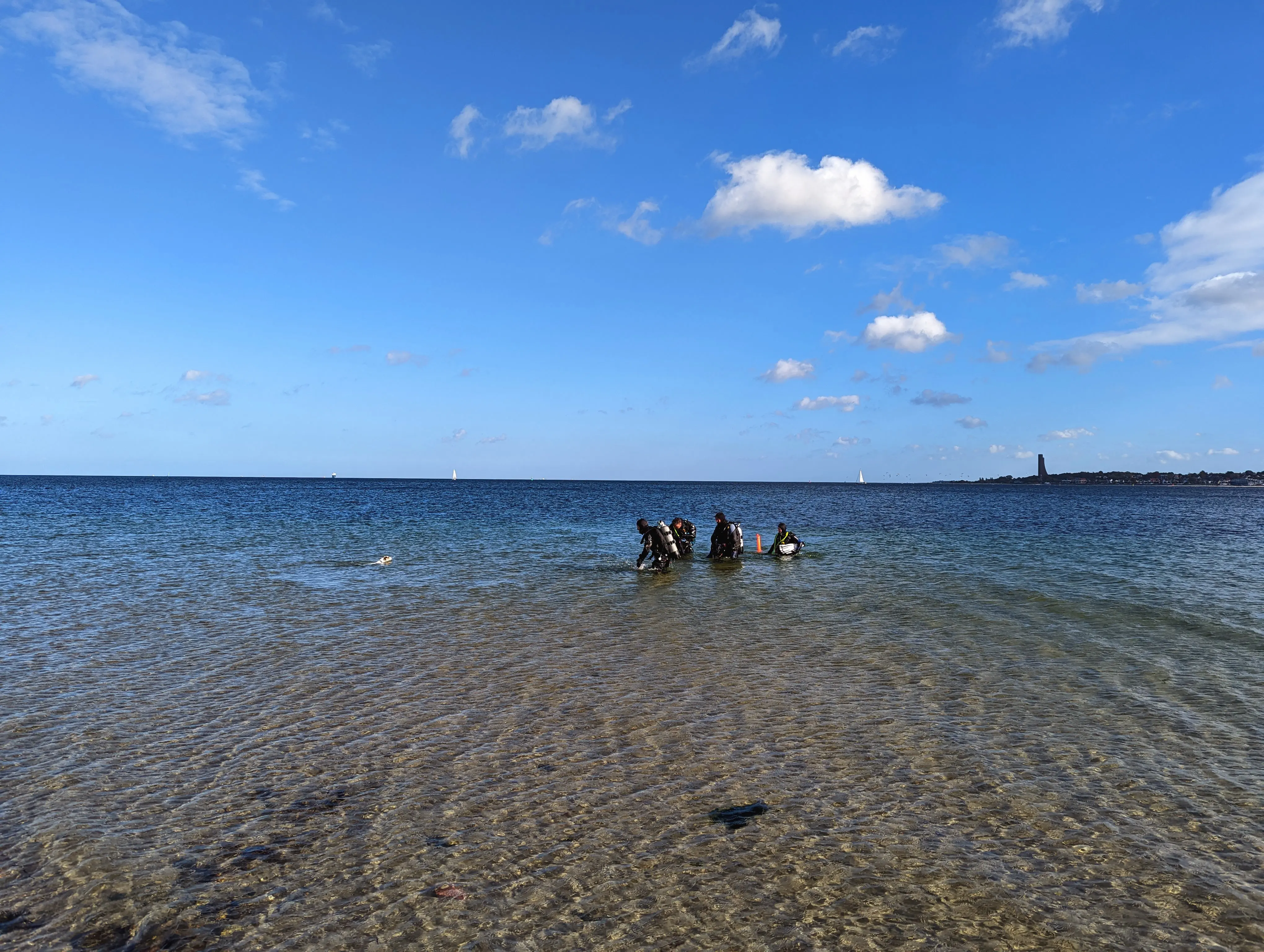 Eine Unterwasserschnecke im Seegras der Ostsee