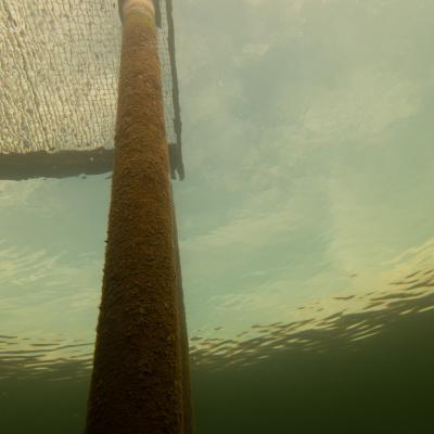 Ploen Reese Stegmitte Ploen Reese Stegmitte