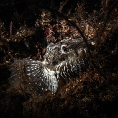 Falckenstein 16 Falckenstein 16