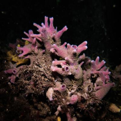 Falckenstein 17 Falckenstein 17