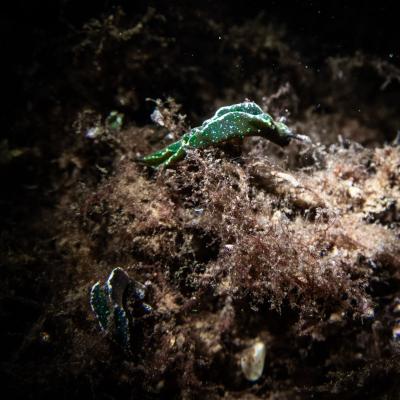 Falckenstein 18 Falckenstein 18