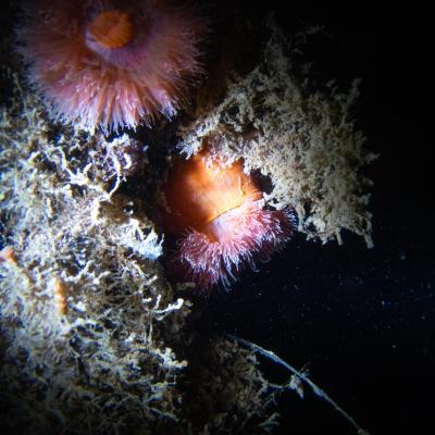 Falckenstein 8 Falckenstein 8