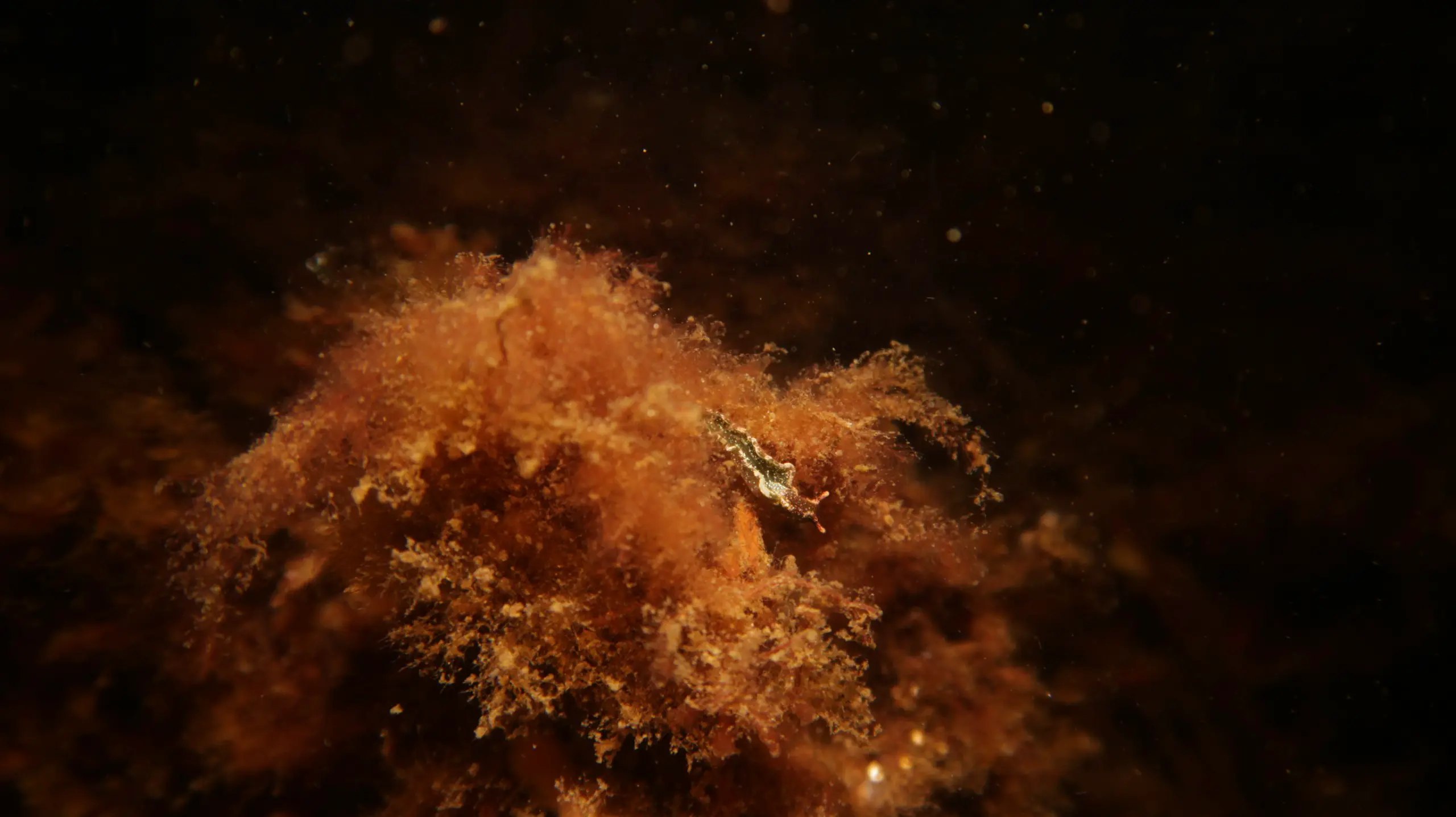 13.09.25, Falckenstein Elysia Viridis, Falckensteiner Strand (Bild von Tommy J.)