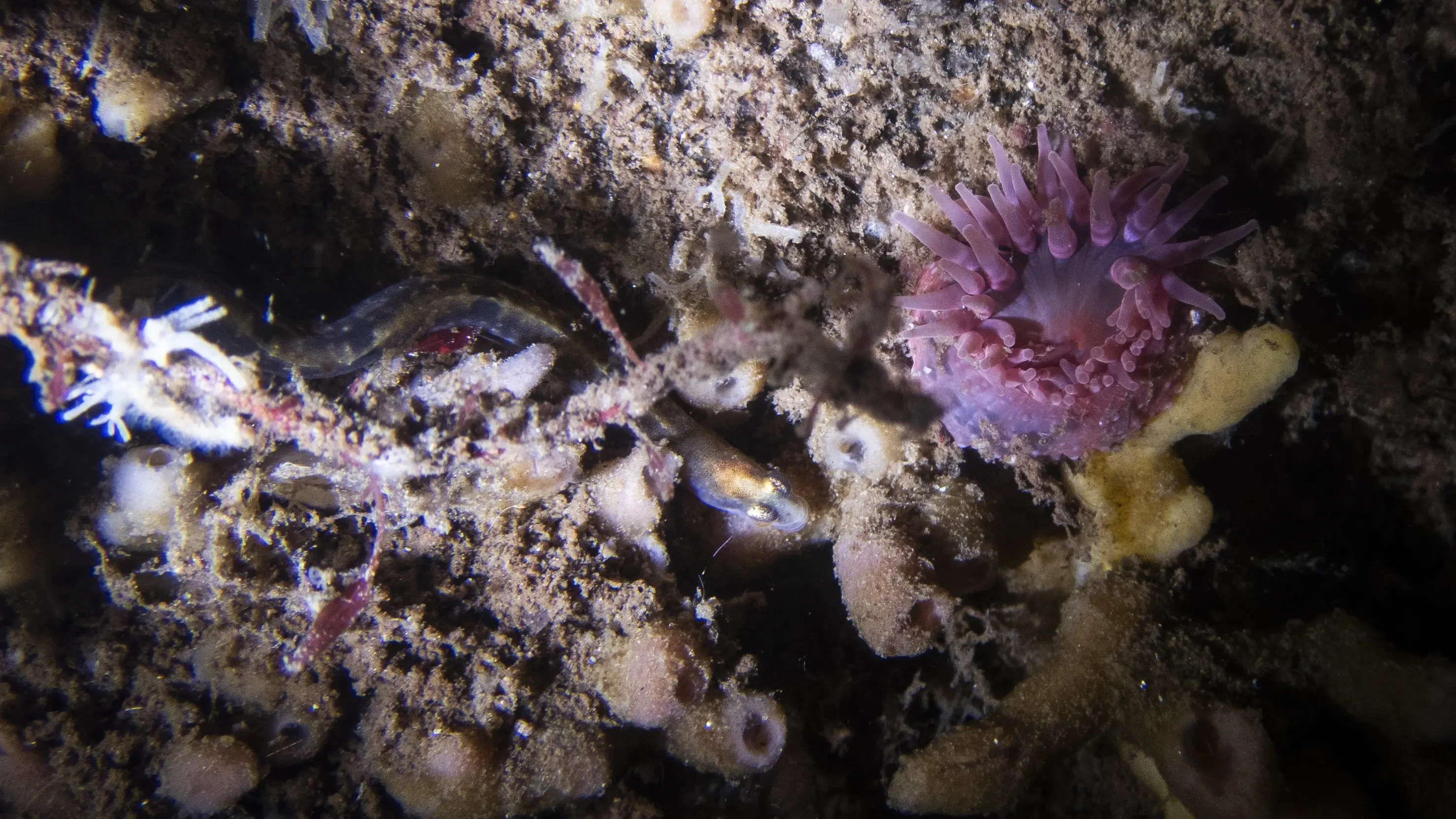 Unterwasserbild vom Tauchen in Kiel mit Aalmutter und Blumentierchen