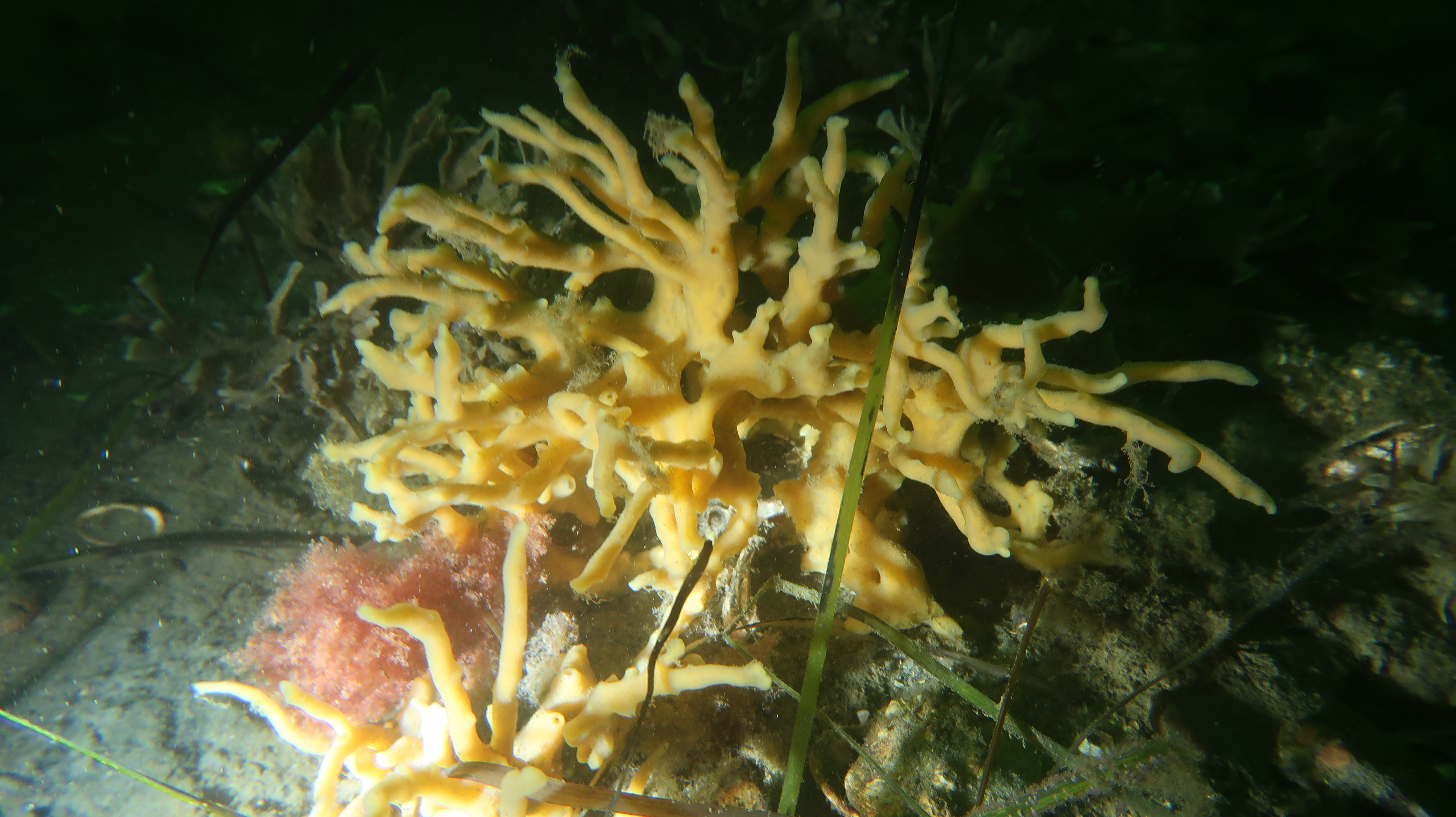 Ein wunderschöner Schwamm