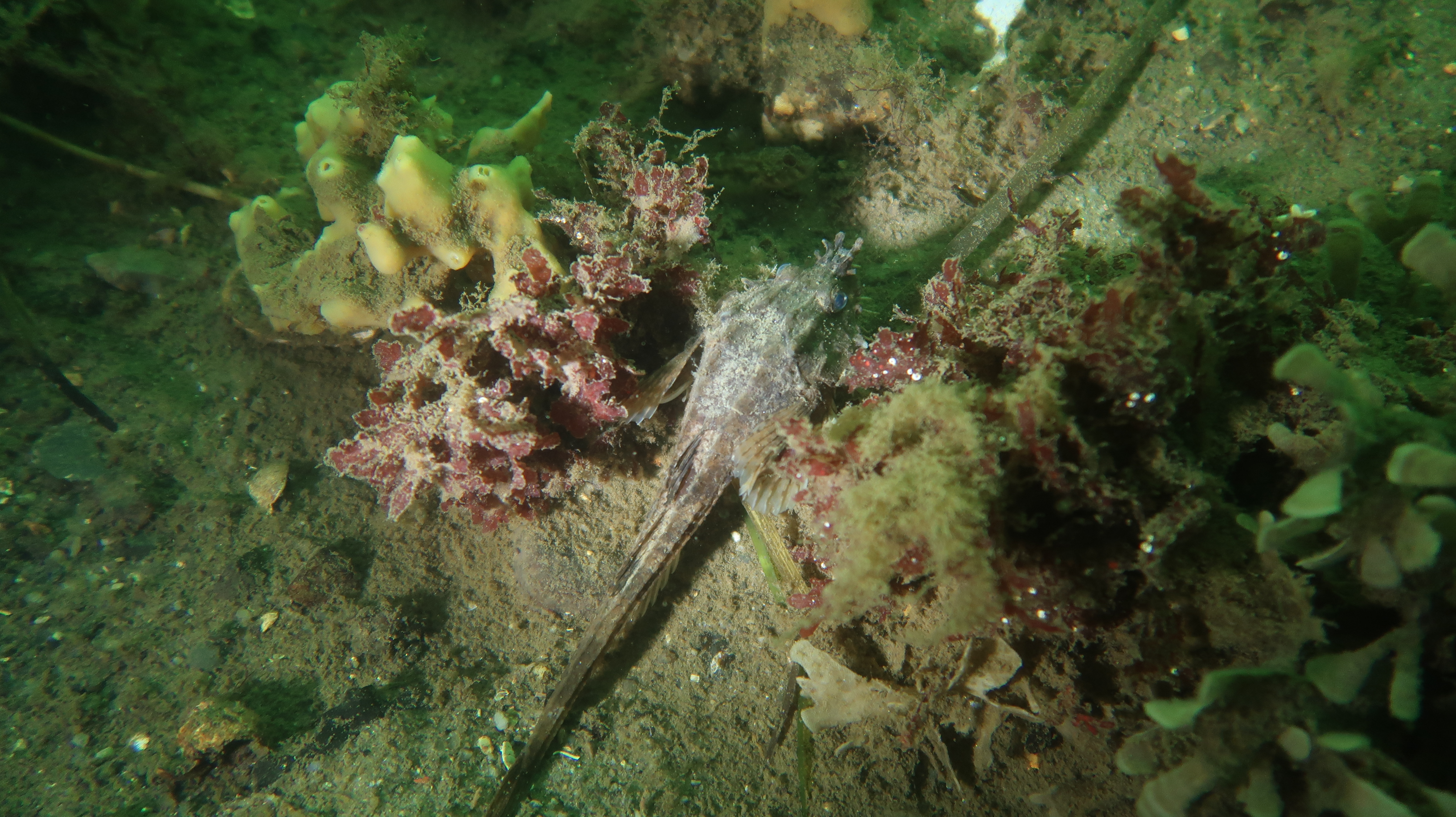 Ein wunderschöner Schwamm